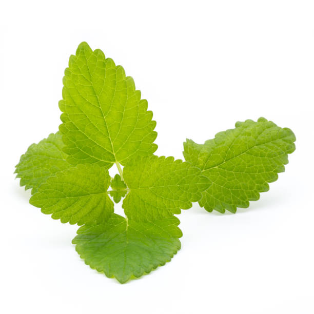 istock Fresh mint leaves isolated on white background. 806205118