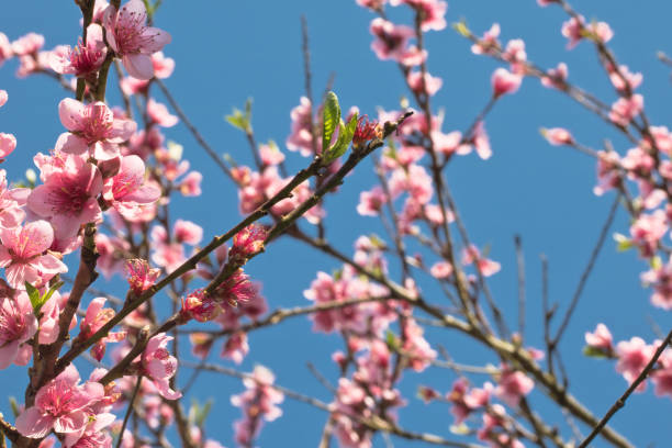 istock spring nectarine colorful pink flowers tree blooming in sunny blue sky as background 806207430