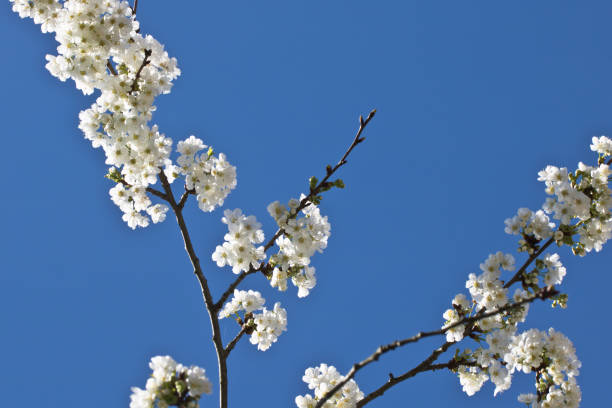 istock spring cherry tree branch with white blooming flowers in blue sky motif 806212394