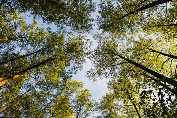 istock Tree tops are illuminated by the setting sun. Summer time. Dark forest. Clear sky 806214776