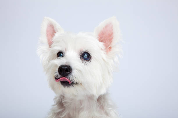 istock Portrait of a white Scottish terrier in a studio 806215112