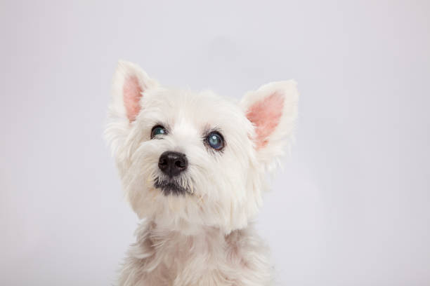 istock Portrait of a white Scottish terrier in a studio 806215132