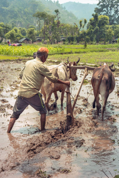 istock Indian farmer ploughing his fields using traditional wooden plough. 806215146