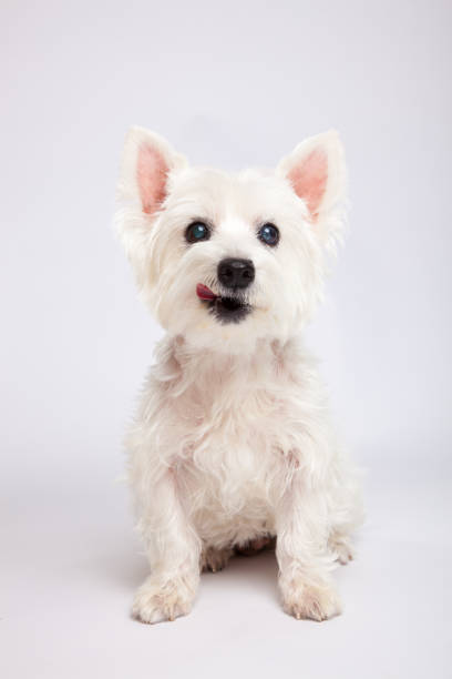 istock Portrait of a white Scottish terrier in a studio 806215256