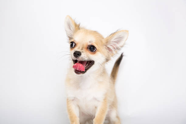 istock Portait of a chihuahua in a studio 806217452