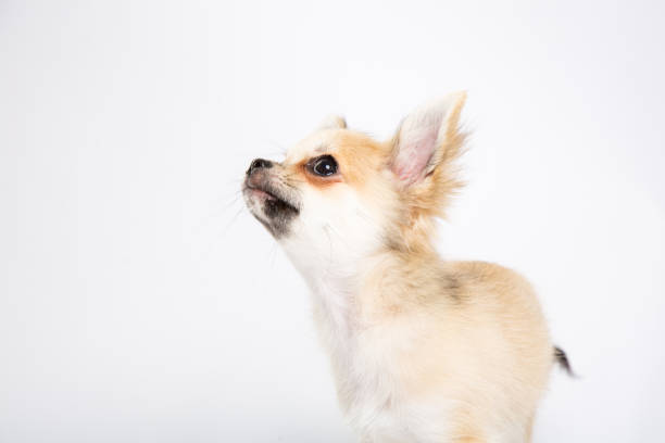 istock Portait of a chihuahua in a studio 806217470