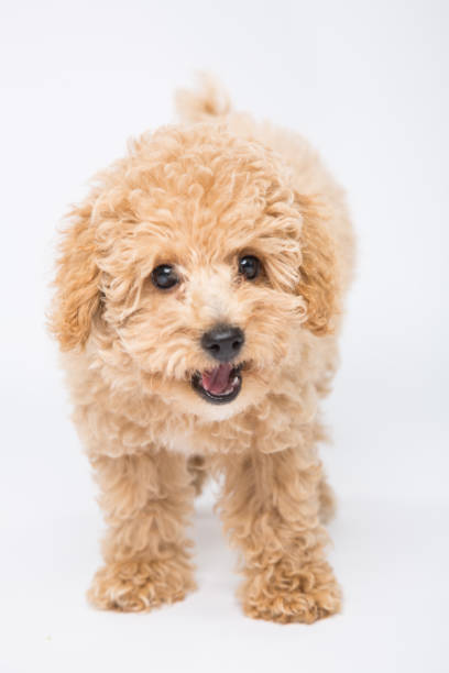 istock Portrait of a toy poodle in a studio 806217542