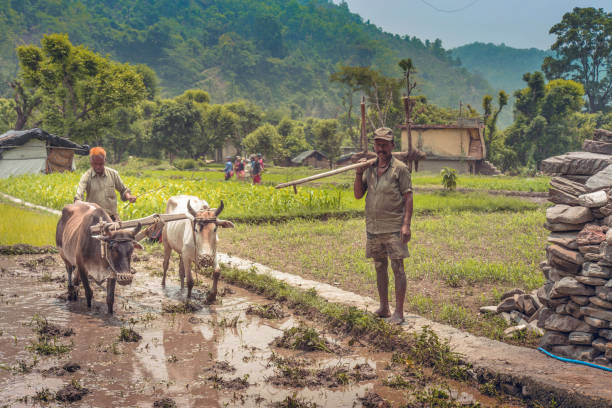 istock Indian farmer ploughing his fields using traditional wooden plough. 806218120