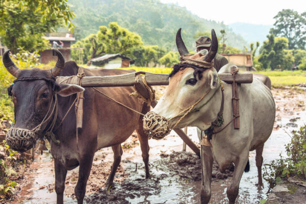 istock Image of a bull and farmer working in paddy field 806220522