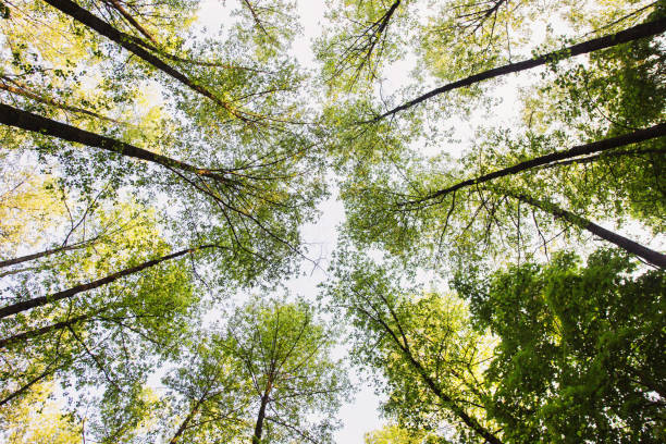 istock Tree tops are illuminated by the setting sun. Summer time. Dark forest. Clear sky 806220734