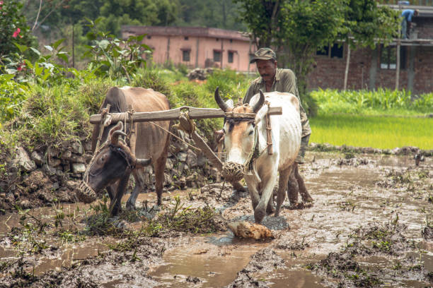 agricultor indiano arar seus campos - oxen yoke - fotografias e filmes do acervo