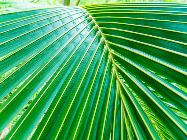 istock Closeup of a Palm leaf 806221010