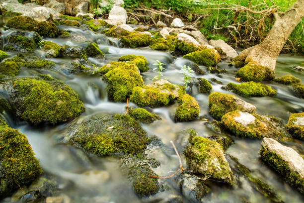 istock Water in a creek in the nature 806223450