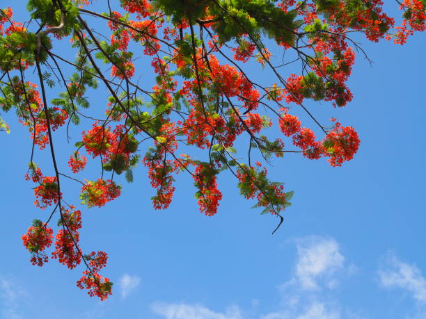 istock Beautiful red and orange Peacock flower on tree against with clear blue sky as background (selective focus). 806223768