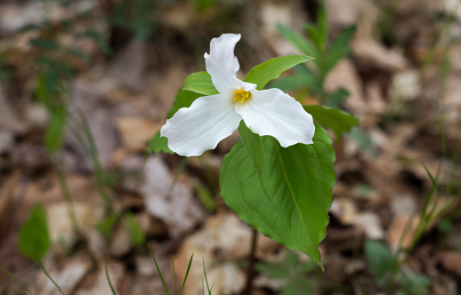 White trillium wildflower in nature