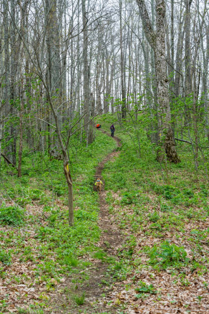 istock Hiking trail through a woodland 806224056