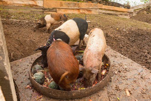 Large white\nBreed of pigs -Pig, swine