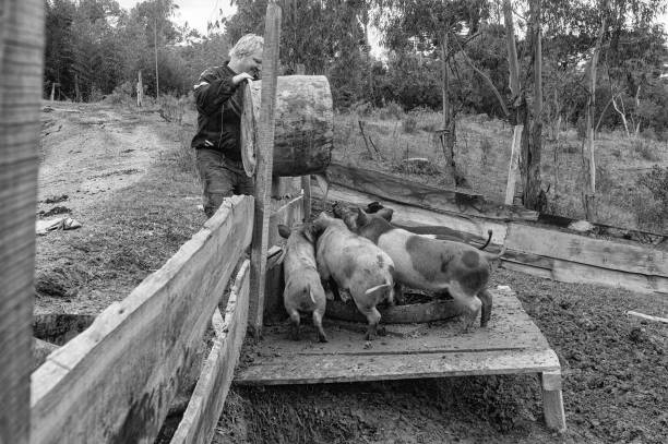 Black Color, Pig, Motion, Food and Drink, Agriculture