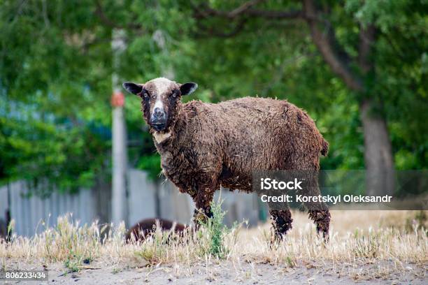 Portrait Of A Lamb Stock Photo - Download Image Now - Dolly the Sheep, Animal, Colored Background