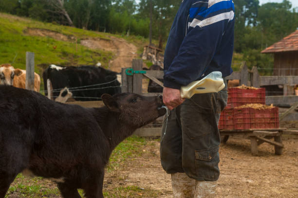 istock Country Life - Farm Worker 806236168