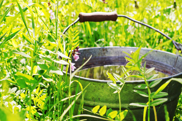 istock Bucket with rainwater in the grass 806236470