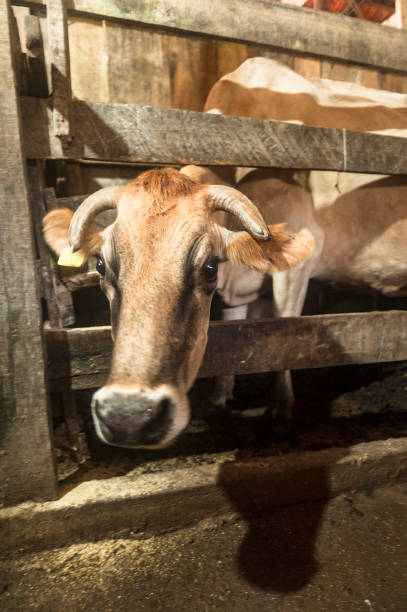 istock Dairy cow being prepared for milking 806239110
