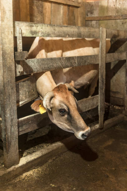 istock Dairy cow being prepared for milking 806241800