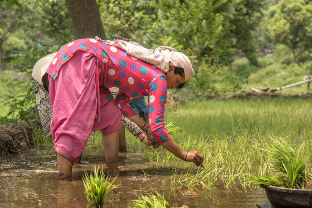 istock Women Planting Rice Paddies 806241984
