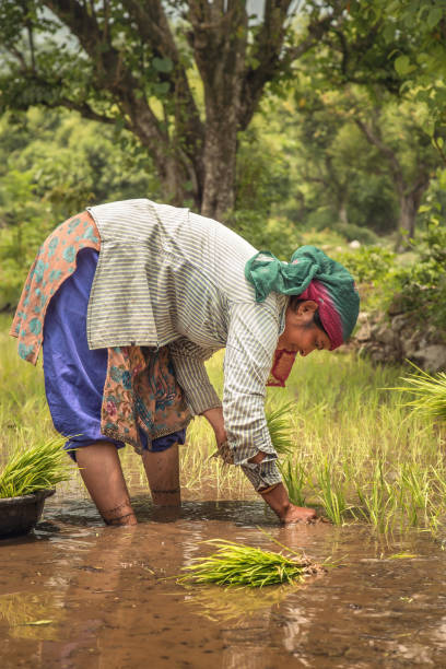 istock Women Planting Rice Paddies 806242342