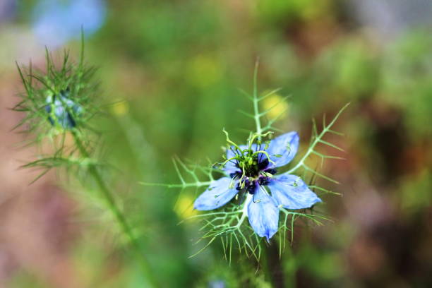 Tender blue flower Nigella damascena. A pale blue tender Nigella damascena in german garden against natural green background. Shallow focus background. godspeed stock pictures, royalty-free photos & images