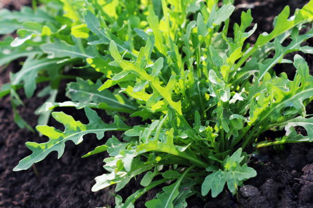 istock Arugula plant growing in organic vegetable garden. 806246842