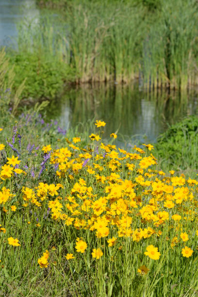istock Yellow gold flowers 806247098