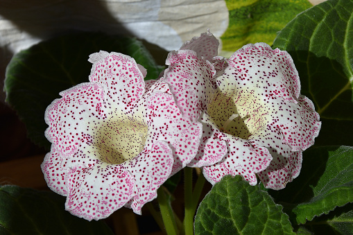A gloxinia flower of perennial (lat. Sinningia speciosa).