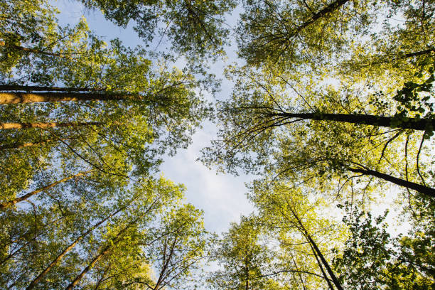 istock Tree tops are illuminated by the setting sun. Summer time. Dark forest. Clear sky 806250682