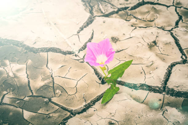 istock a beautiful wild pink flower on dry land 806253750