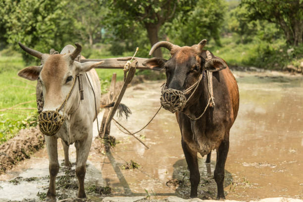 imagem de um touro trabalhando no arrozal - oxen yoke - fotografias e filmes do acervo