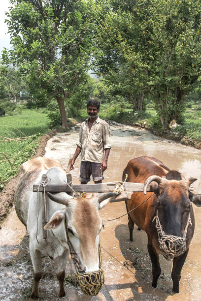 istock Indian farmer ploughing his fields 806261406