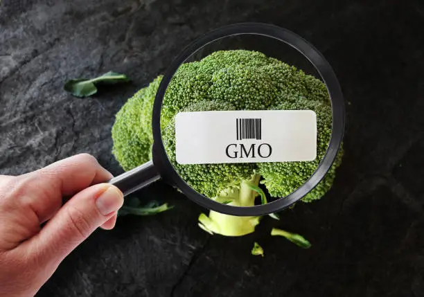Hand with magnifying glass examining broccoli with GMO label