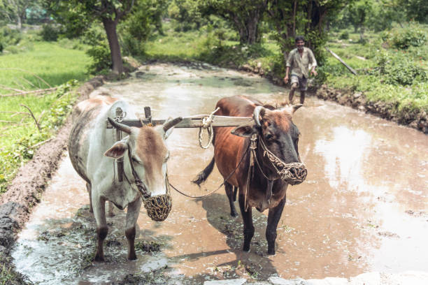 istock Indian farmer ploughing his fields 806261556