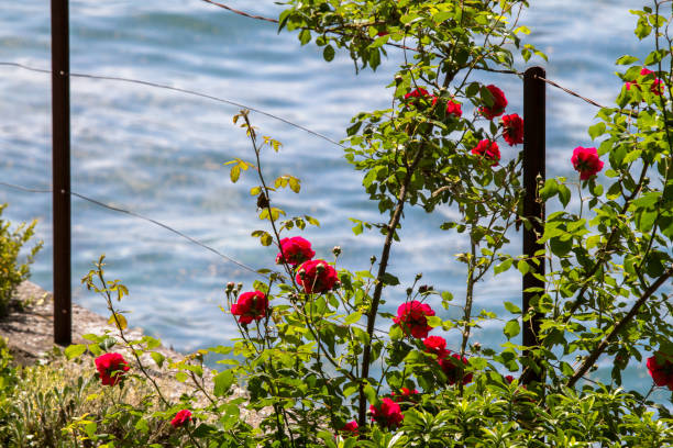 istock Colorful flowers on sunny day 806261868