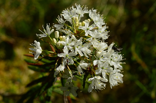 Beautiful flowering of an attractive wild rosemary swamp with white flowers