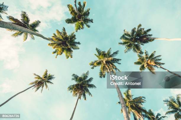 Kokospalme Auf Himmelshintergrund Niedrigen Winkel Ansicht Getönten Bild Stockfoto und mehr Bilder von Palme