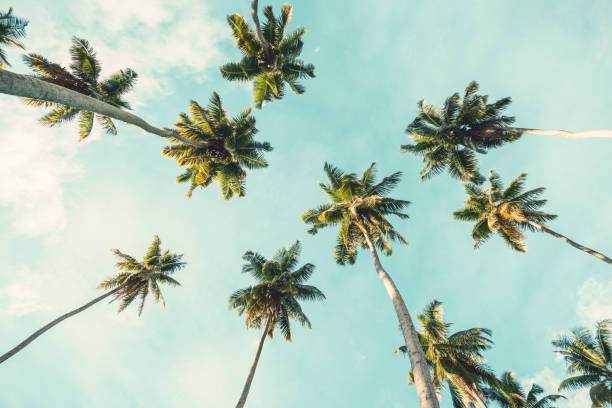 空を背景にココナッツのヤシの木。  低角度のビュー。トーンのイメージ - rainforest day sunlight plant ストックフォトと画像