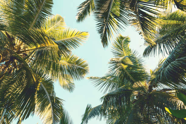 istock Coconut palm tree on sky background.   Low Angle View. Toned image 806264734
