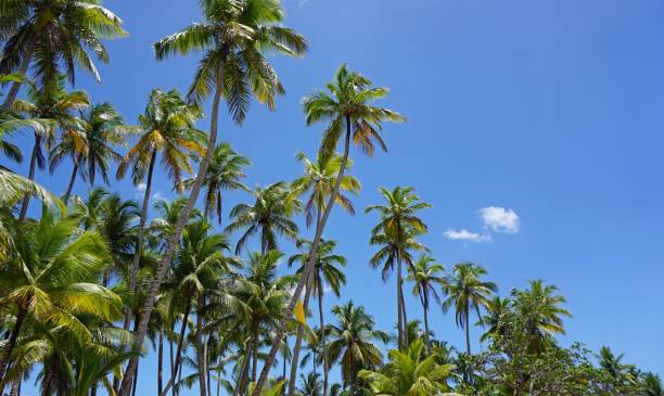 istock dominican republic 806269536