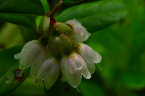 istock Rain drops on white cranberry flowers in green fresh foliage 806272616