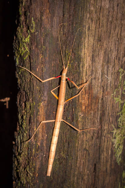 Australia, acacia stick insect