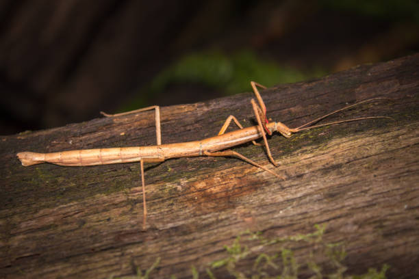 stick insect in front of white background