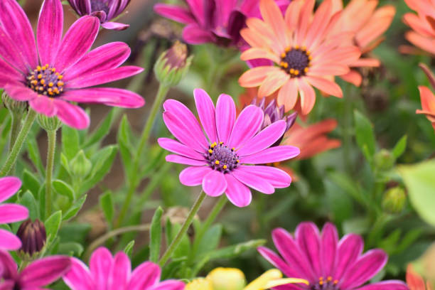istock Macro texture of purple colored Daisy flowers in horizontal frame 806275716