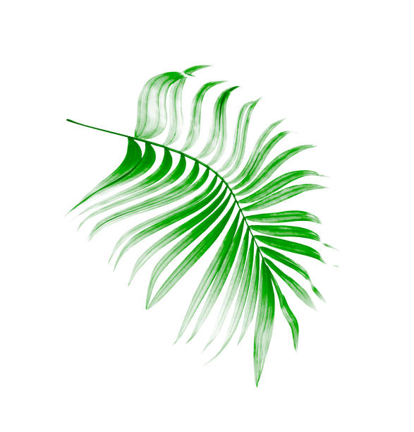 istock Green leaf of palm tree on white background 806275742